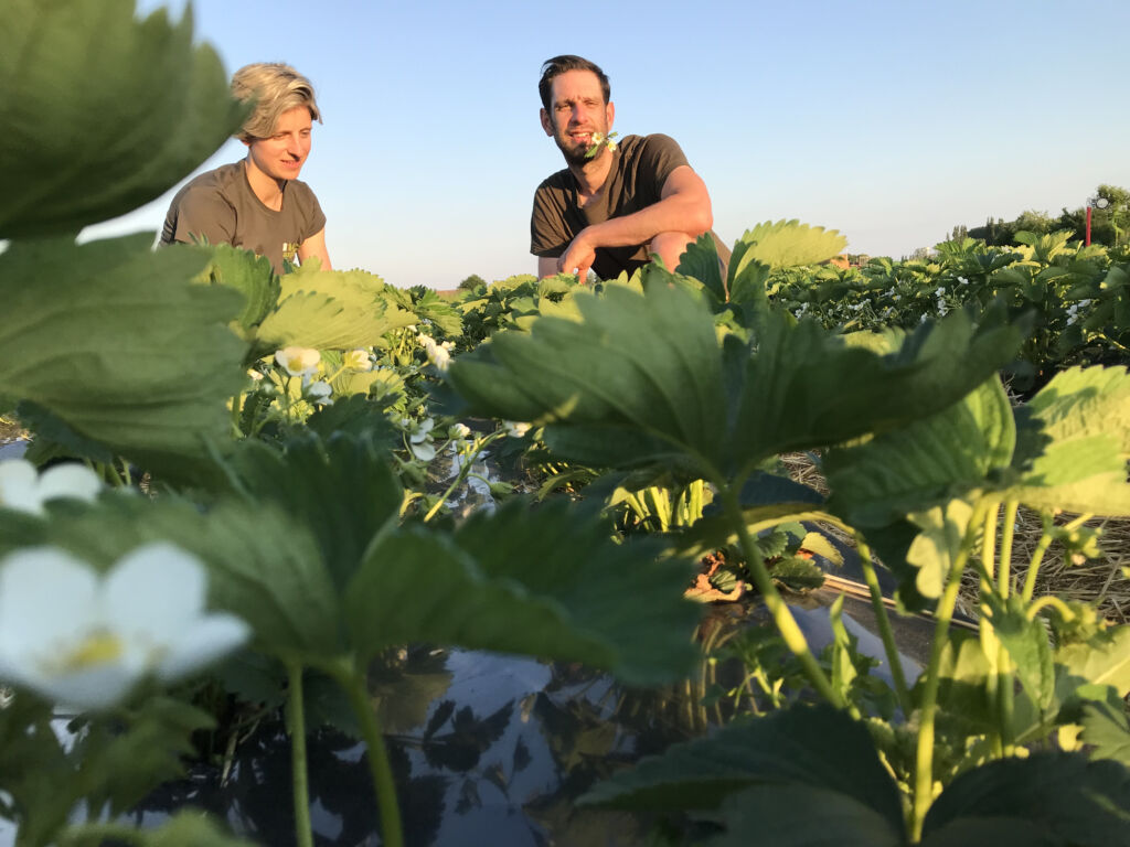 Verse aardbeien bij de Lierse Asperges