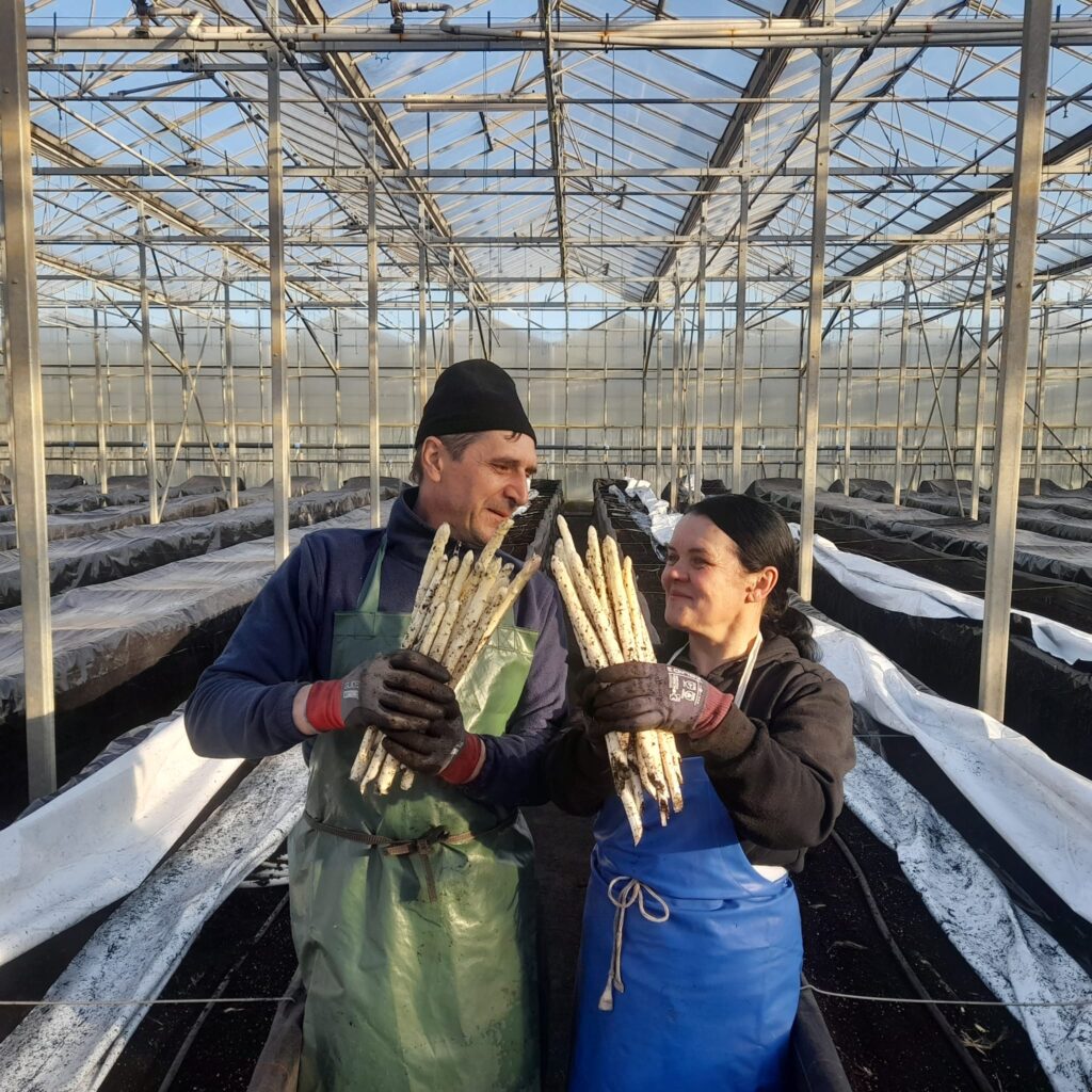 De Lierse asperges - Vers uit het zand, recht naar de klant!